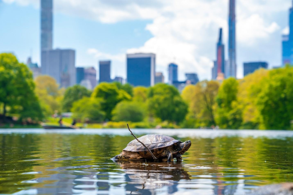 closeup-shot-turtle-pond-central-park-new-york-usa