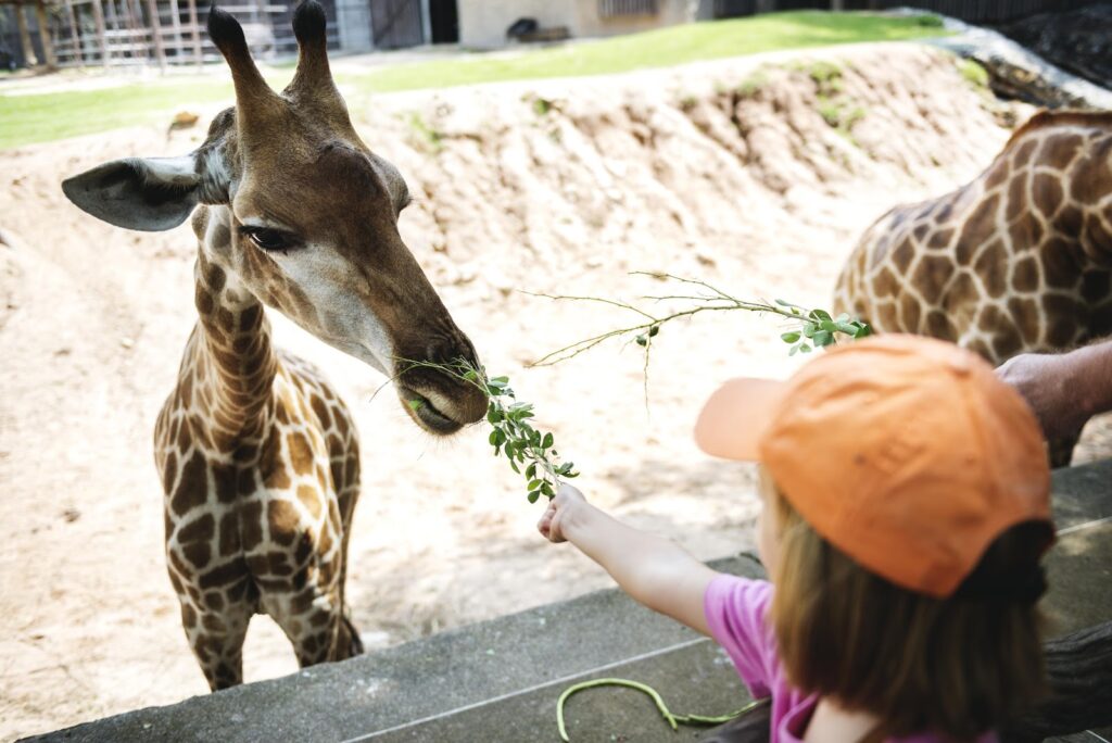 Visit Cape May County Park & Zoo using our Empire Limousine services