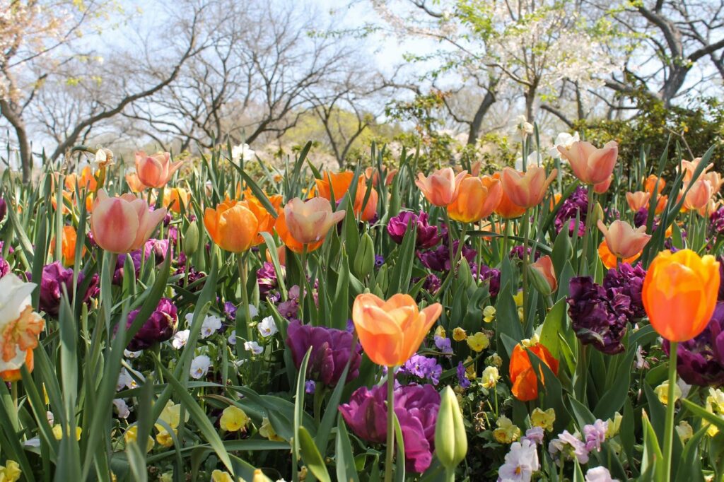 Visit to Dallas Arboretum