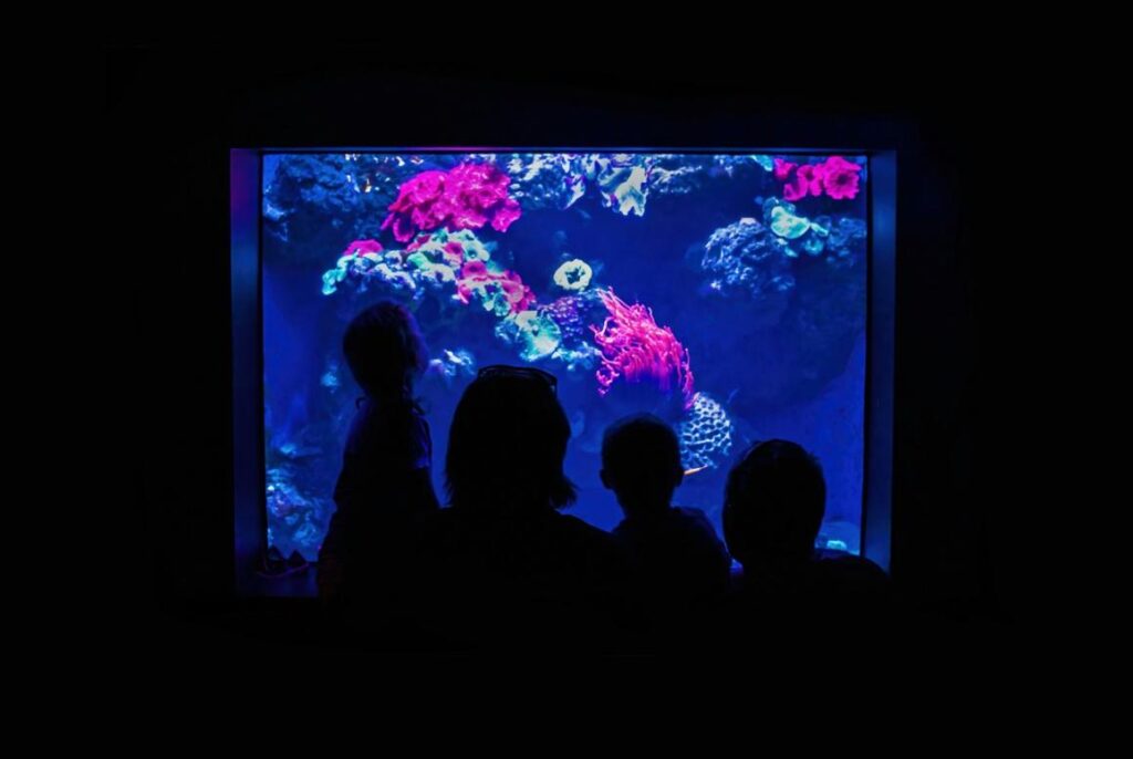 5 things to do in Florida Aquarium
